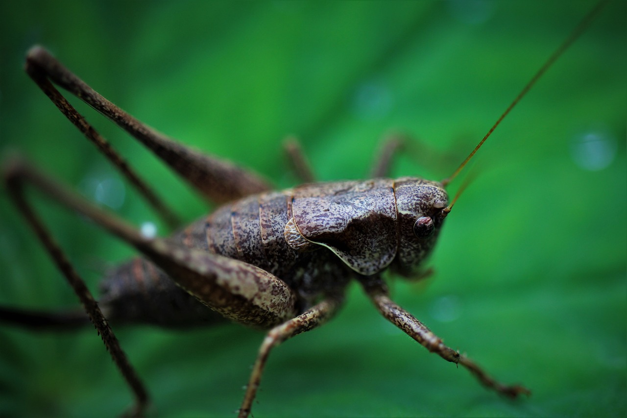 Natural Pest Control - Methods and Benefits